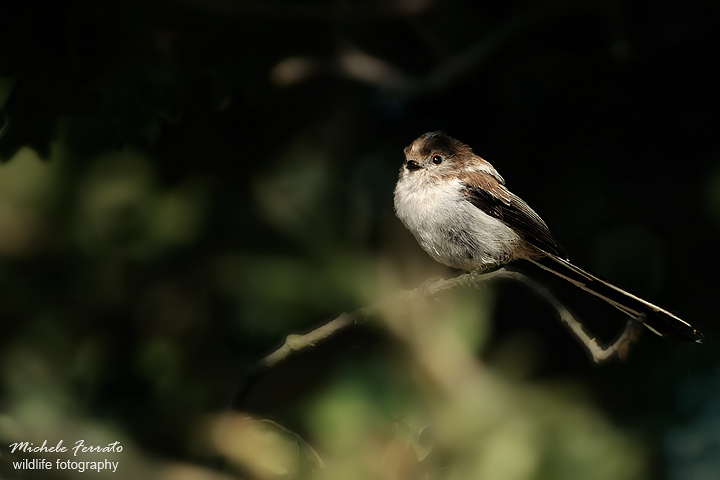 Codibugnolo - Aegithalos caudatus europaeus